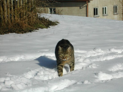 Schneestapfen.jpg