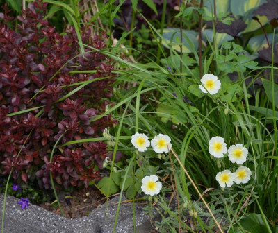 Helianthemum-Snowqueen.21-1.jpg