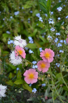 Helianthemum-Primadonna.21-1.jpg