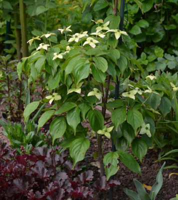 Cornus-Claudia.21-1.jpg