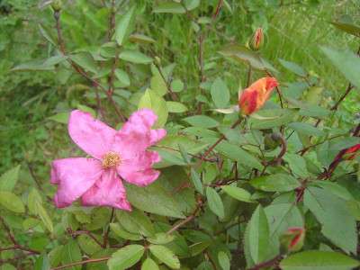 PICT3372.JPG