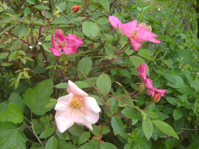 PICT3369.JPG