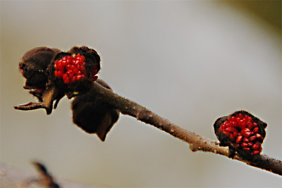 Parrotia-im-Dezember.jpg