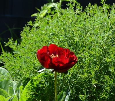 Paeonia-Buckeye-Belle.21-1.jpg