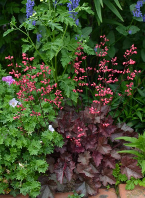 Heuchera-Sämling.21-1.jpg