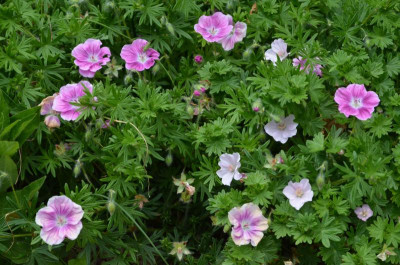 Geranium-Apfelblüte-Sämling+Elke.21-1.jpg