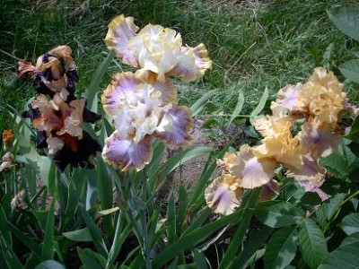 Iris2_fur_2007_058.jpg