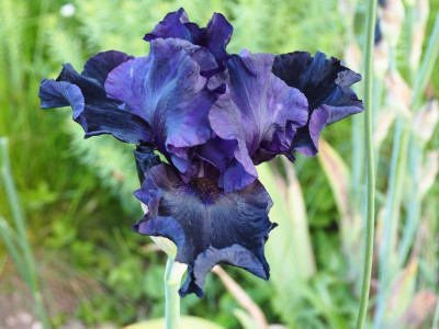 Dark Passion 1998 Schreiner P6030267.JPG
