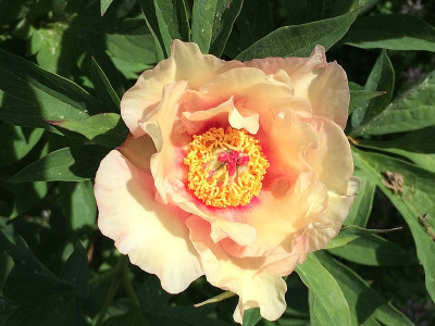 2021-06-03 Paeonia Sonoma Welcome.JPG