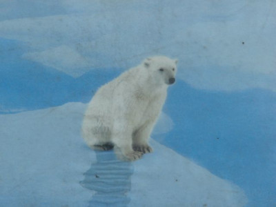 Eisbaer-010108.JPG