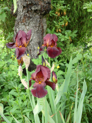 2021-06-03 Iris 2.jpg