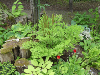 2021-06-03 Osmunda lancea.jpg