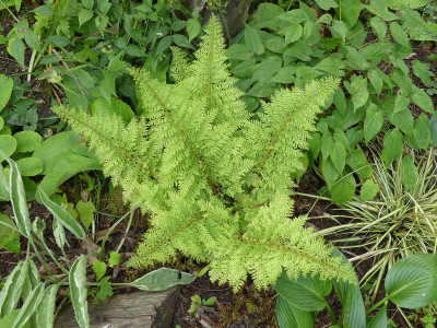 2021-06-03 Polystichum setiferum 'Plumosum Selection'.jpg