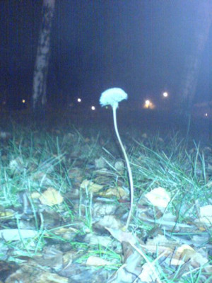 Pusteblume-roh-201107.JPG
