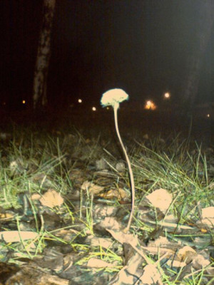 Pusteblume1-201107.jpg
