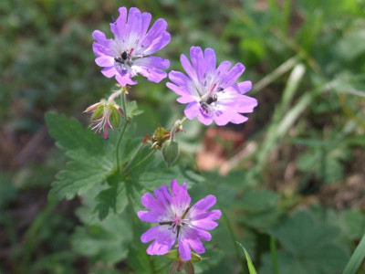 DSCF3252.JPG