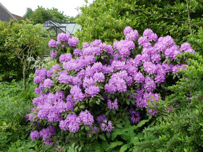 2021-06-03 Rhododendron 1.jpg