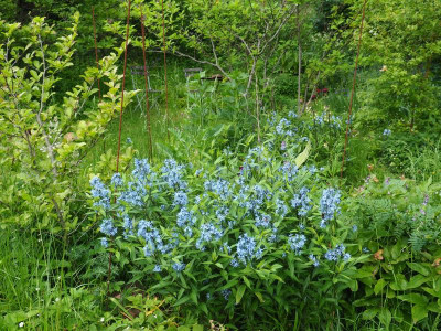 Amsonia tabernaemontana subsp. salicifolia [Anja Oudolf]P6030294.JPG