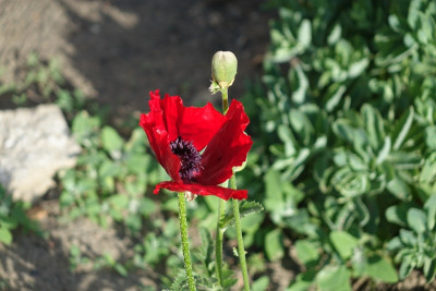 Papaver orientale.jpg