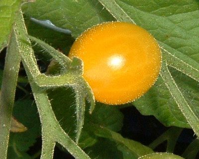 aurantiacum_avatar_gross.jpg