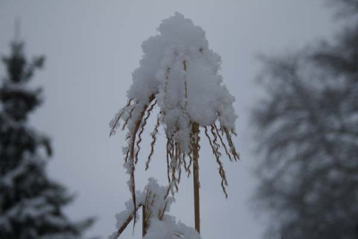 C1038_Miscanthus_mit_Schneehaubchen.jpg