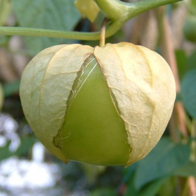 avatar_tomatillo.jpg