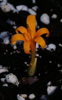 Colchicum_luteum.JPG