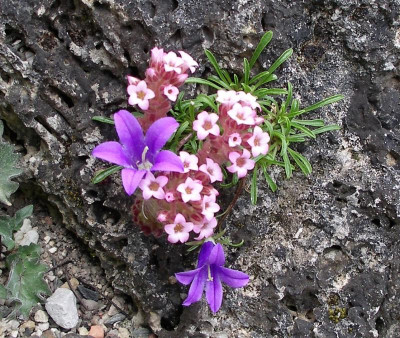 Edraianthus 04.06.21.JPG