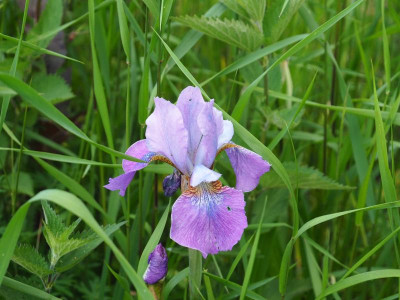 Wiesen-Iris Iris sibirica welche denn P6030316.JPG