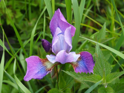Iris sibirica Überraschung P5240077.JPG