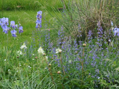 weiße Camassia welche denn P6030306.JPG