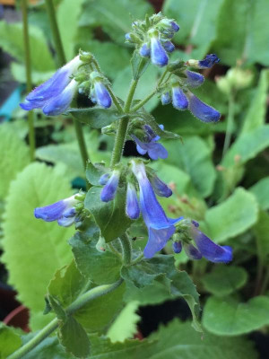 2021-06-04 Penstemon blau.JPG