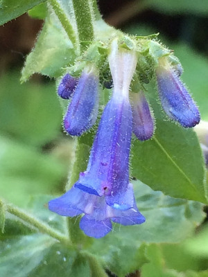2021-06-04 Penstemon stück 2.JPG