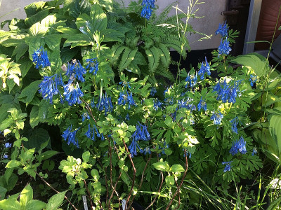 2021-06-04 Corydalis.JPG