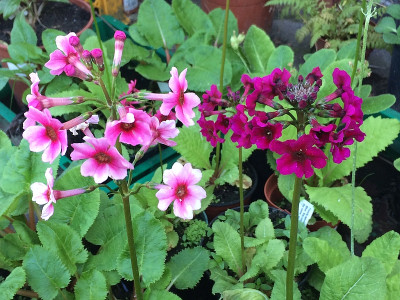 2021-06-04 Primula.JPG