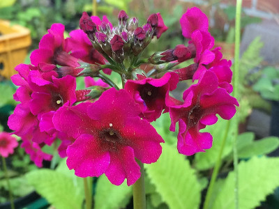 2021-06-04 Primula 1.JPG