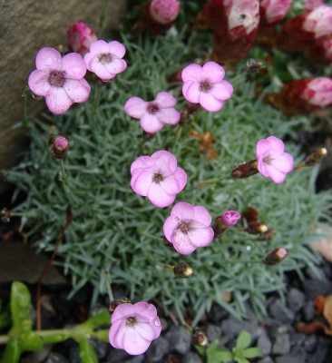 Dianthus subacaulis Vera19.2.jpg