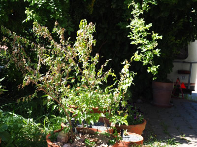 Prunus glandulosa Alba Plena Monilia-Spitzendürre P6010185.JPG