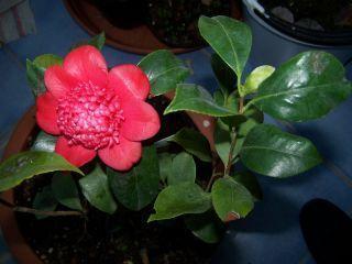 100_0790_Camellia_Bob_Tinsie_50_P.jpg