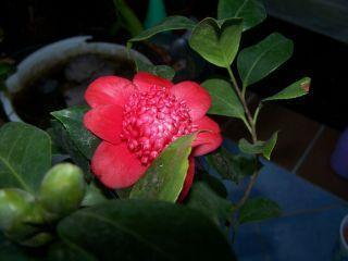 100_0795_Cam._Bob_Tinsie_50_P.jpg