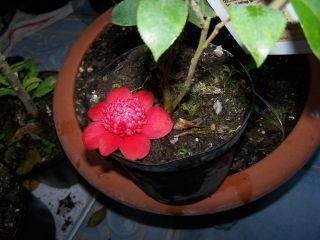 100_0796_Camellia_Bob_Tinsie_tombee_50_P.jpg