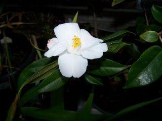 100_0793_Camellia_cornishsnow_50_P.jpg
