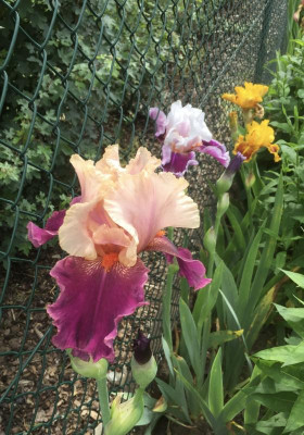 6BD82FE0-A626-4689-AE0A-2BA7904188D5.jpeg