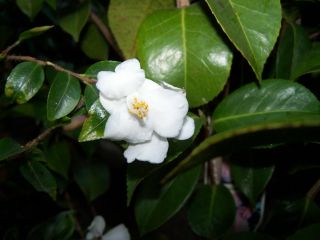 100_0794_C._transnokoensis_50_P.jpg
