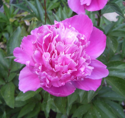 Pfingstrose unbekannt Blüte.jpg