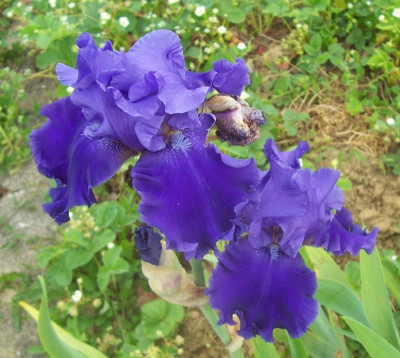 100_8670 TB Sämling blauviolett.jpg