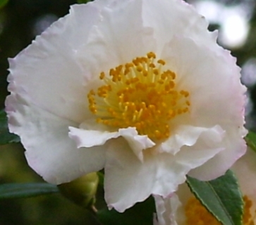 57_Cinque_Terre_Camellia.JPG