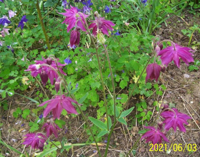 100_8638 spornlos fuchsia.jpg