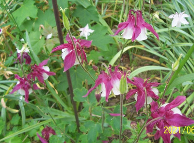 100_8639 weißfuchsia.jpg