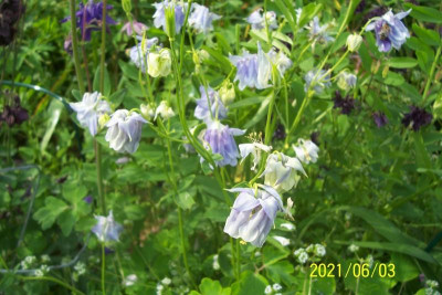 100_8644 hellblau spornlos tutu.jpg